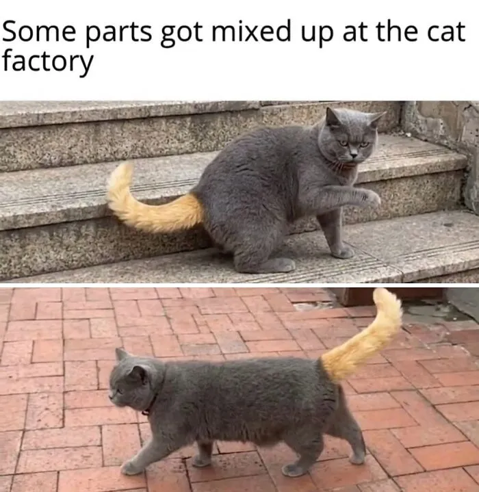 ‘Soft Cat Memes’: 45 Cute And Hilarious Pics for Your Daily Dose Of Feline Fun (New Pics)