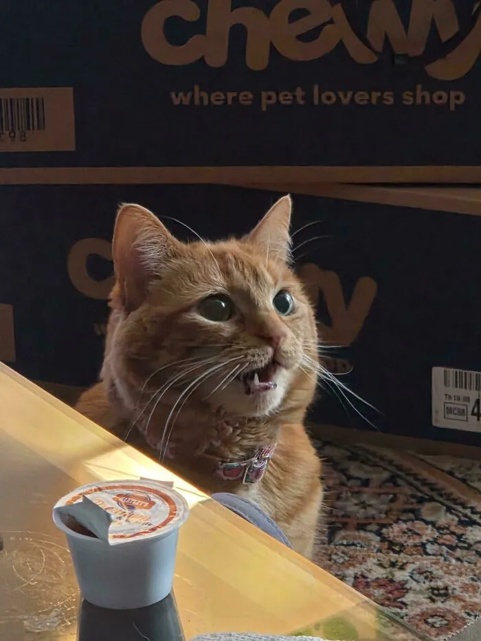 Orange cat caught meowing with Chewy boxes in the background