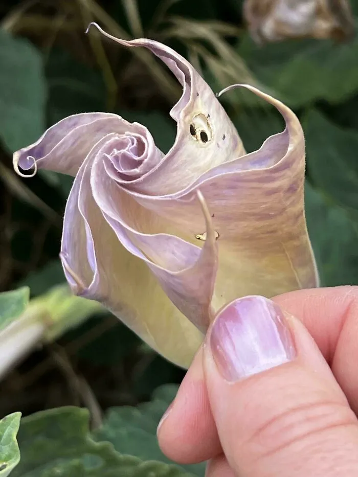 My Nail Polish And This Datura