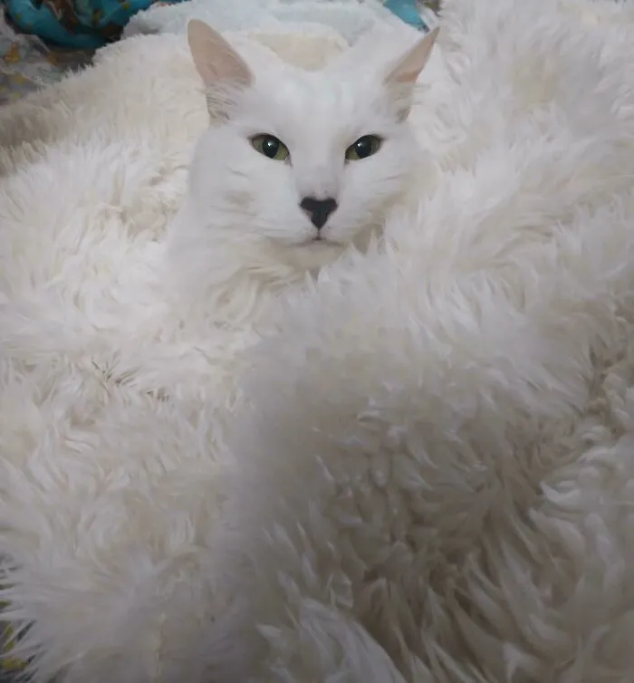 White Cat, Fur Blanket