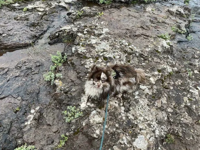 My Dog And Lichen