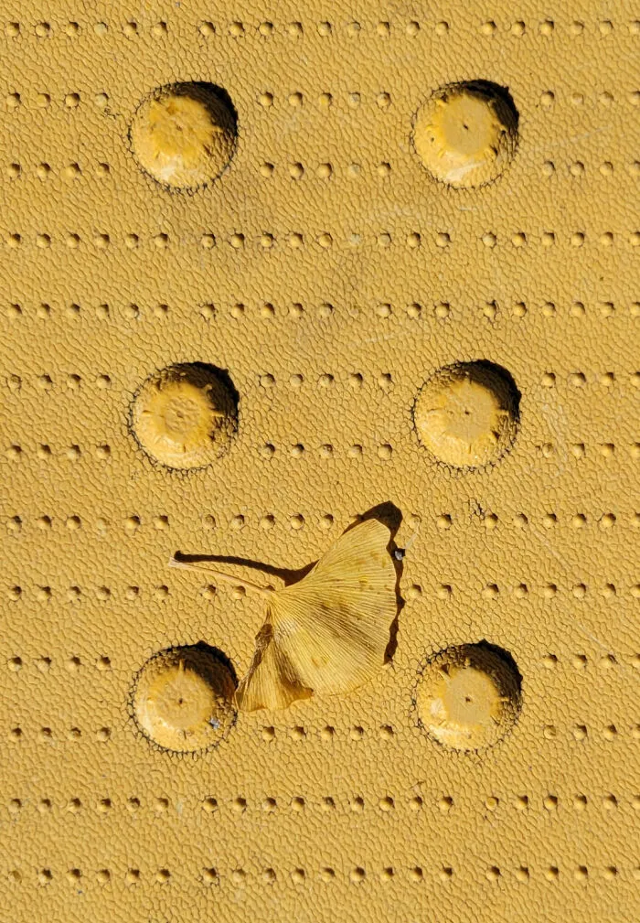 The Perfect Color Match Between This Ginkgo Leaf And The Pedestrian Crosswalk Warning Pad