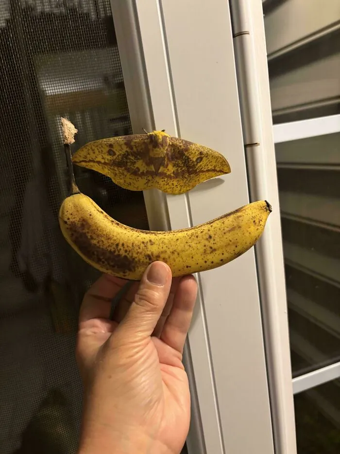 Imperial Moth?