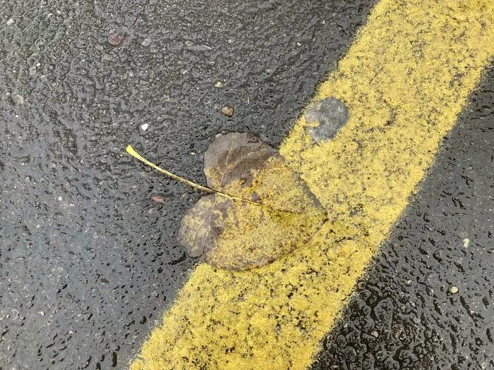 This Autumn Leaf Looks Painted Over Where It Landed