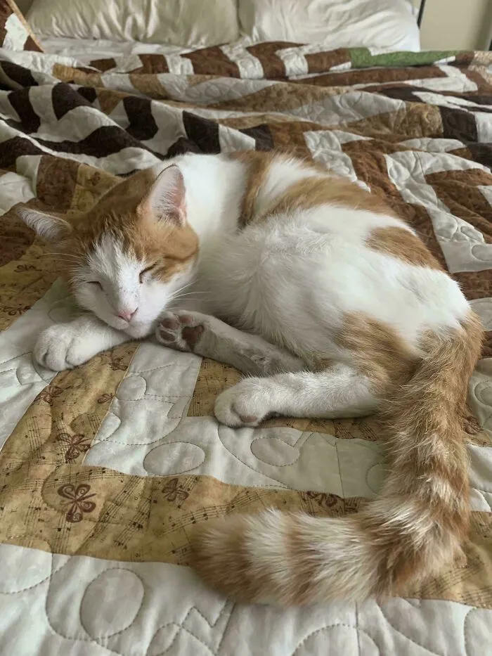 Cat And Quilt Matched Up