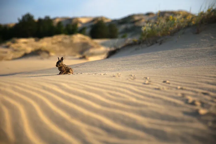 Oleshky Sands - "Desert In The Middle Of Europe", Ukraine