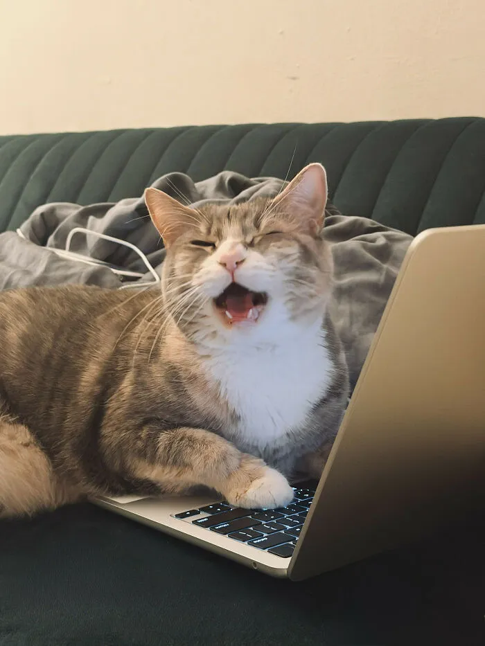 Hilarious cat meowing loudly while lying on a laptop keyboard