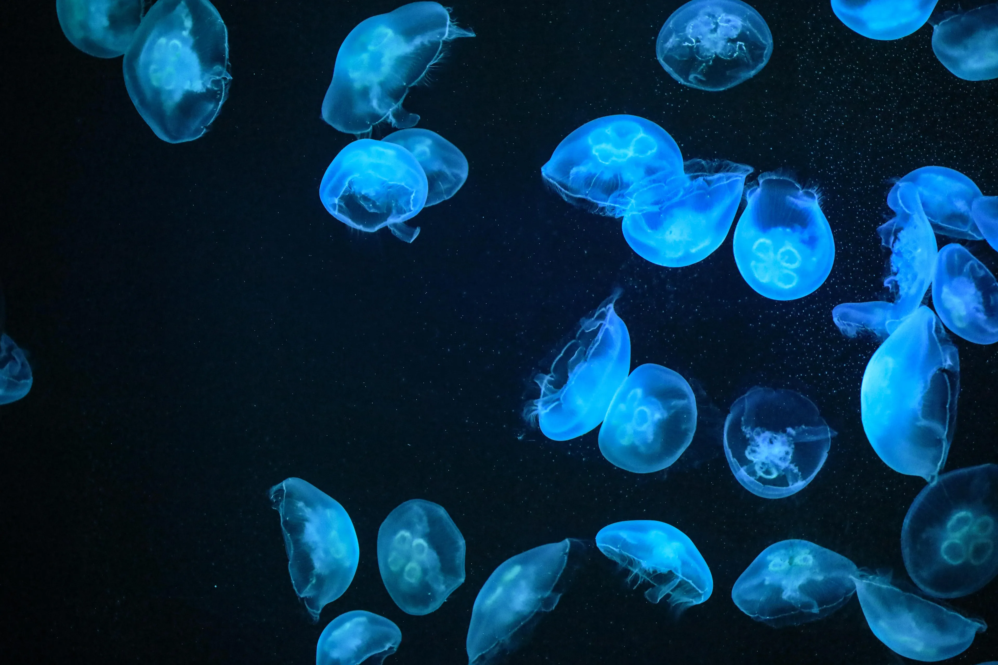 Numerous blue glowing jellyfish in dark water, exemplifying the production of light by a living organism, or Science Type-In Trivia.