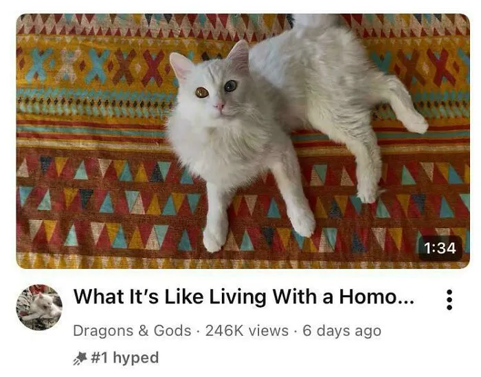 A white cat with heterochromia lying on a colorful patterned blanket. A YouTube video with a prematurely truncated title.