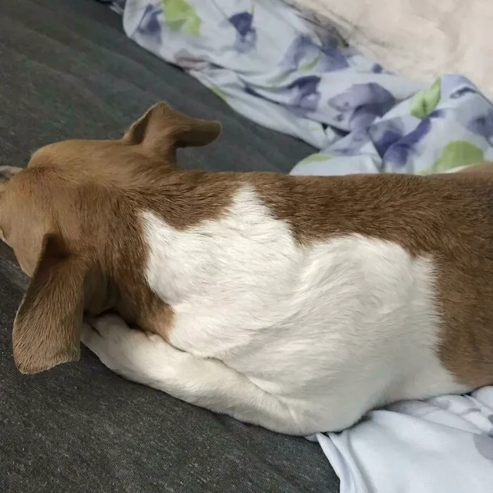 My Dog Has A Silhouette Of A Fat Cat In His Fur Pattern