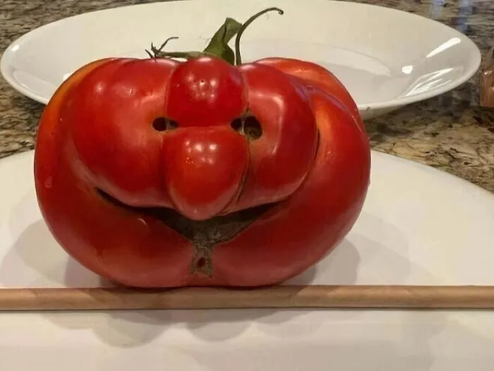 Tomato From Grandparent's Garden. He's Very Happy To Have Grown