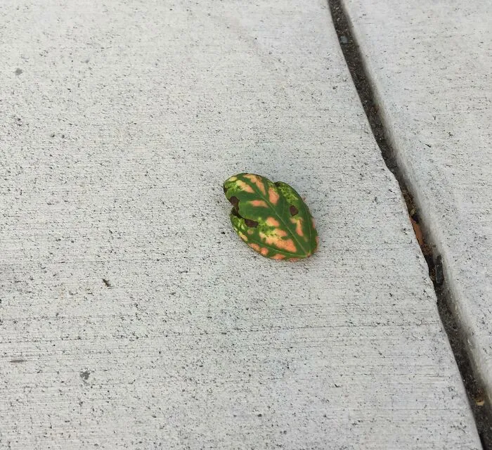This Leaf Looks Like An Exotic Frog