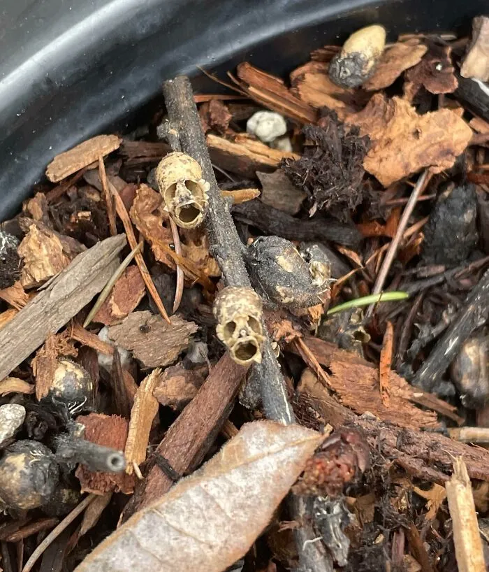 Dried Plant I Found In My Grandma’s Backyard