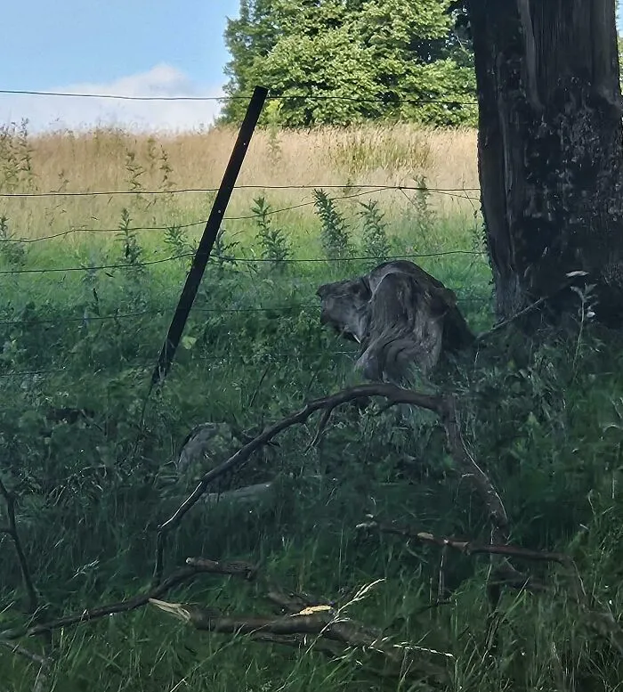 Saw This Tree Branch In Ireland