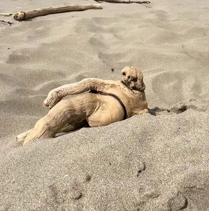 I Was Very Excited To Come Across This Piece Of Driftwood Yesterday Which Is Clearly Recognisable As A Sunbathing Sloth