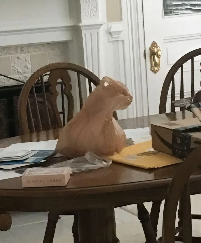 This Plastic Bag Looks Exactly Like A Cat