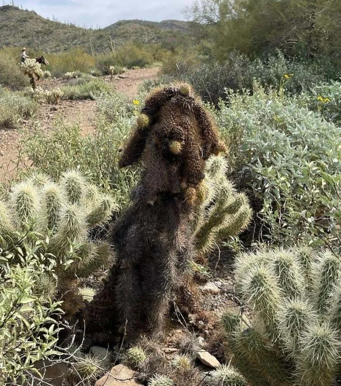 My Mom Thought This Cactus Was A Dog On Our Hike