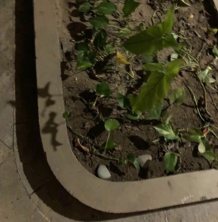 This Shadow Of A Plant Looks Like A Child On A Swing