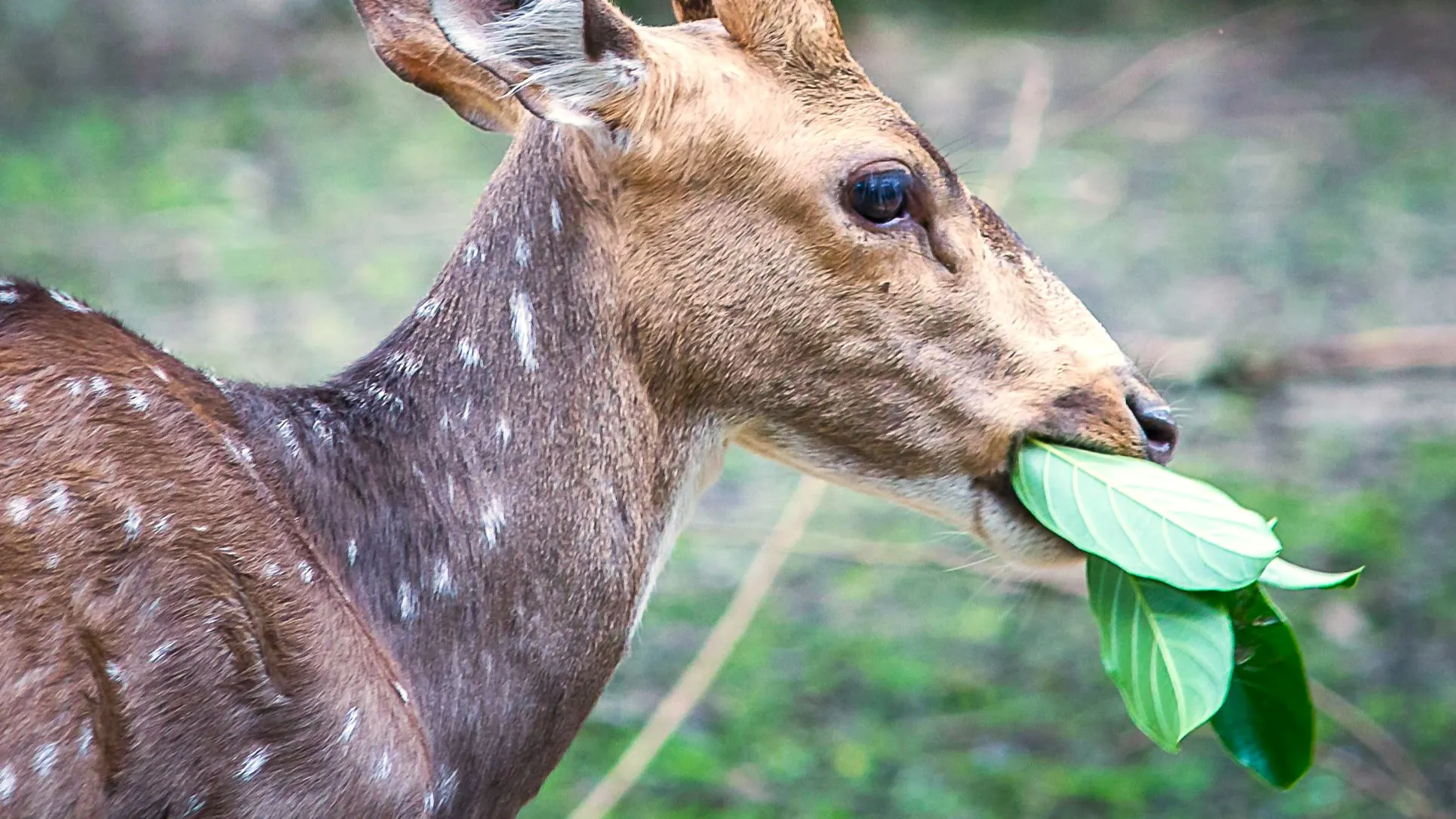 A spotted deer with antlers eats green leaves, illustrating a science type-in trivia question about animals eating only plants.