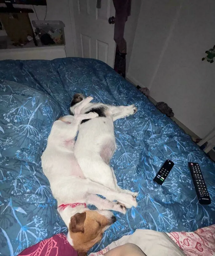 Two funny unhinged dogs sleeping in a twisted, tangled position together on a blue bedsheet