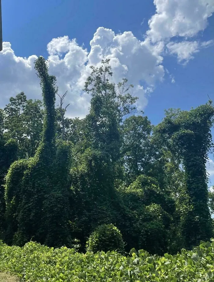 The Trees Where I Used To Live Look Like A Pack Of Prehistoric Animals