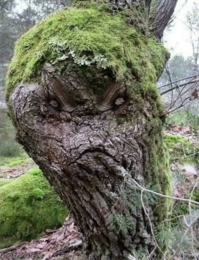 Resting Birch Face