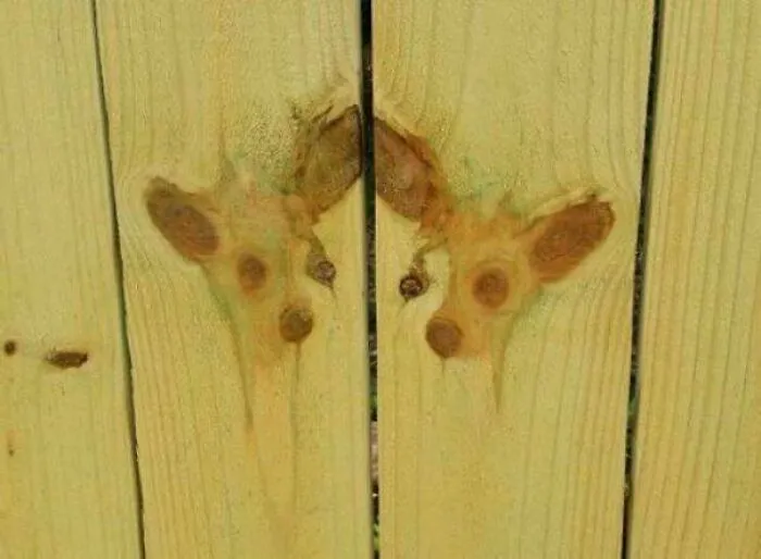 Secret Deer Council Watching You From The Fence