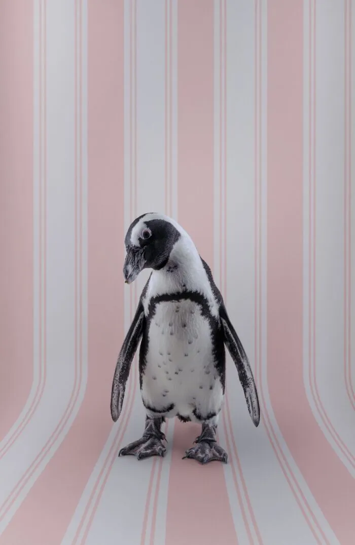 African Penguin