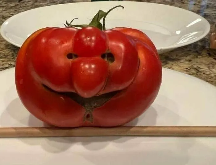 Tomato From Grandparents Garden. He's Very Happy To Have Grown