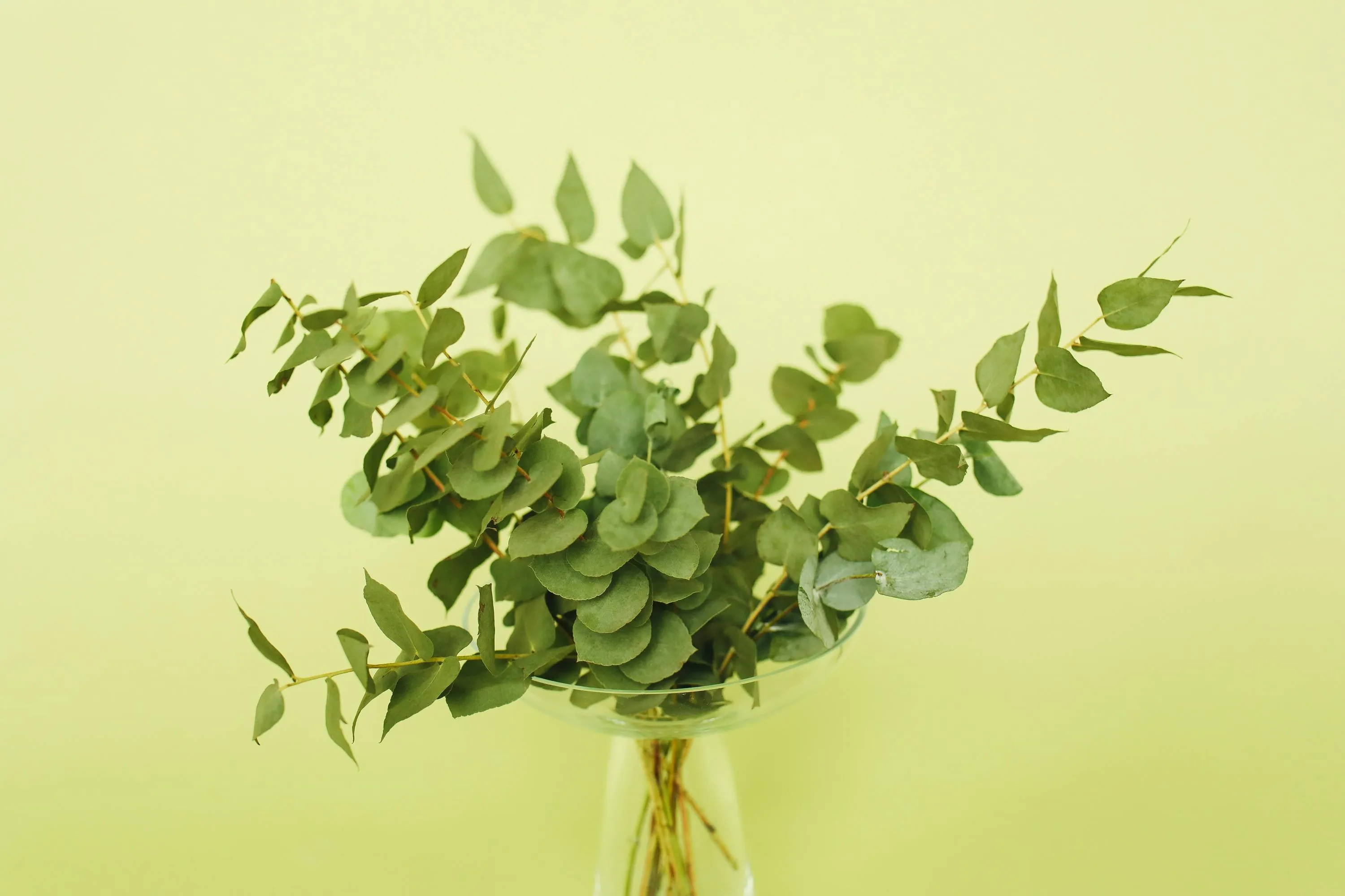 Fresh eucalyptus branches in a glass vase, perfect for a candle scent to refresh any living room.