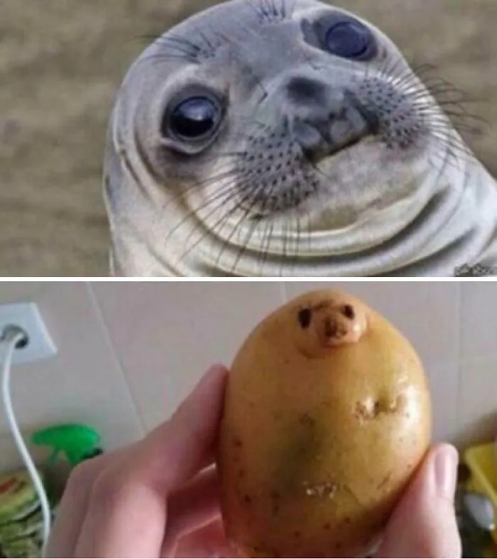 This Potato