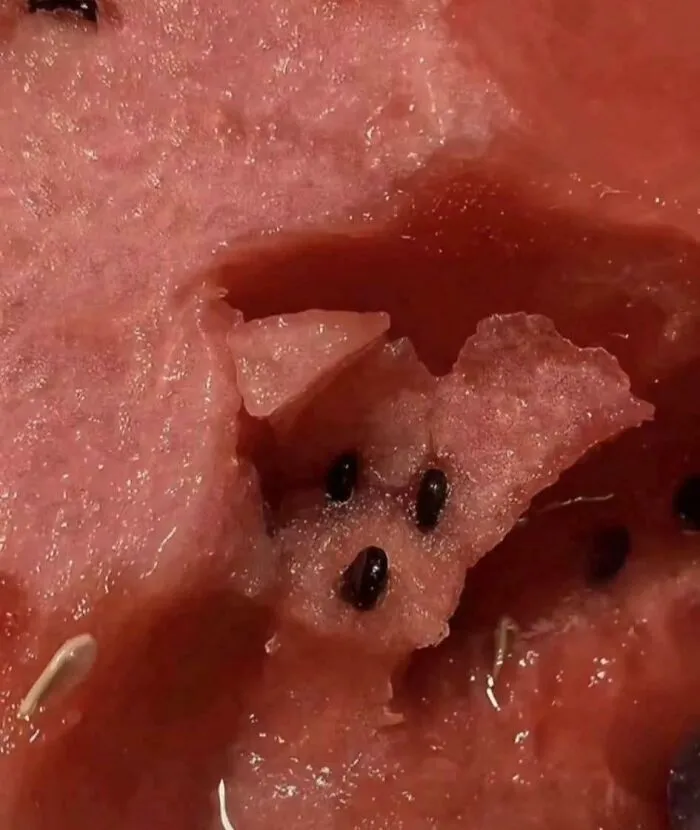 Watermelon Dog 🍉🐶