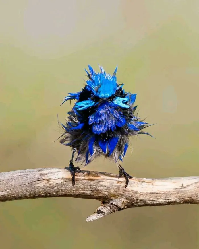 🔥 This Little Fairywren Got Caught Out In A Rain Shower