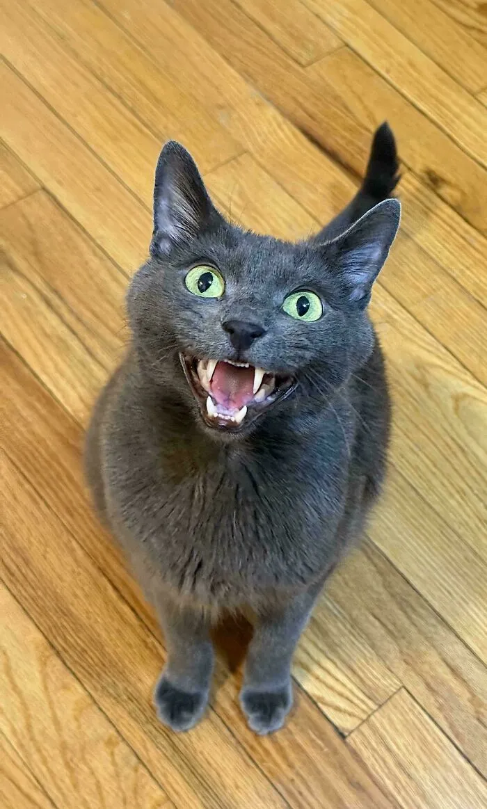 Gray cat meowing happily on wooden floor