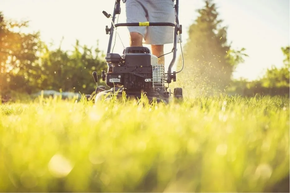 A person mowing the lawn, pushing a black lawnmower through long green grass on a sunny day.