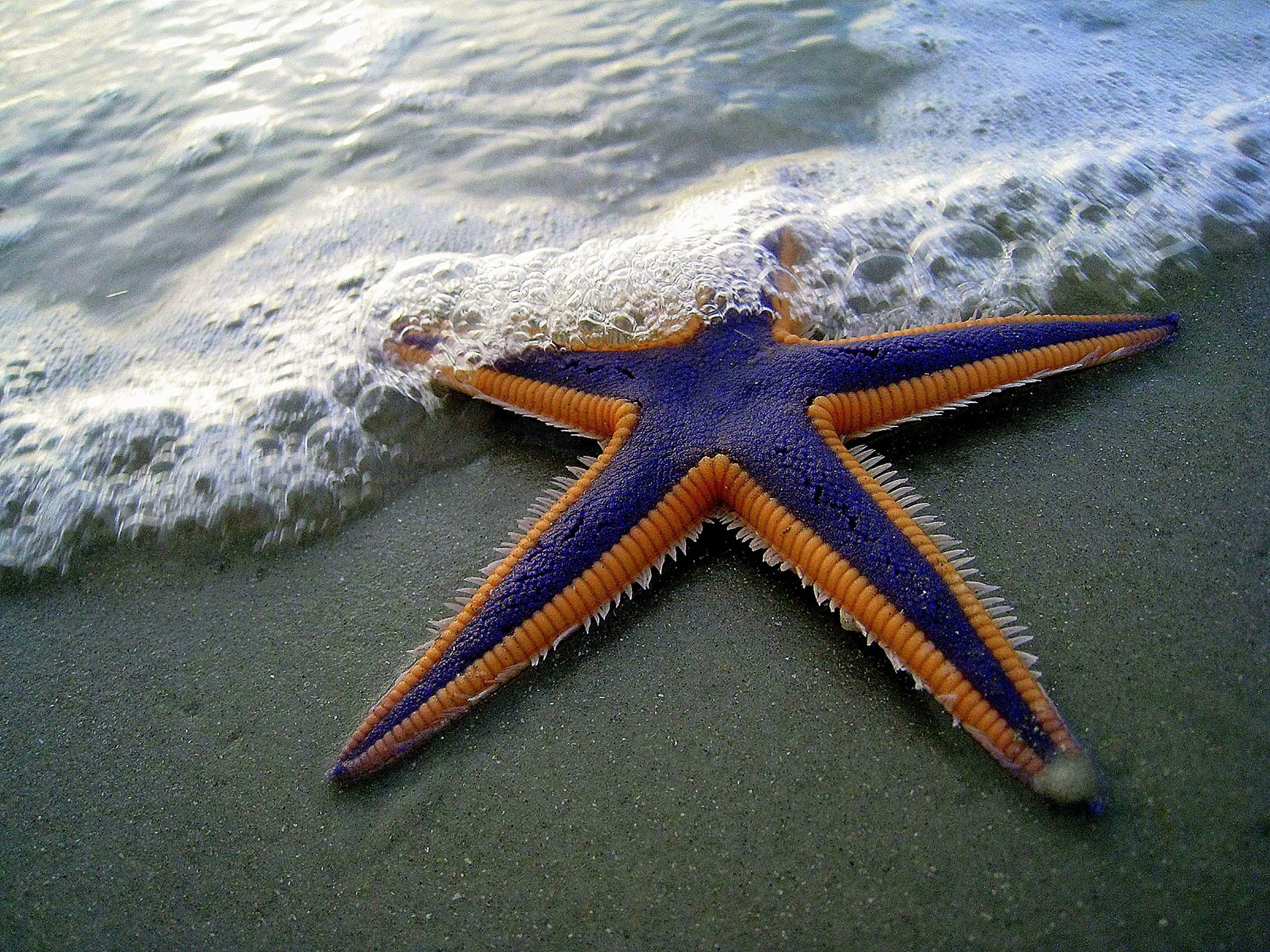 A vibrant blue and orange starfish on a sandy beach as a gentle wave rolls in, a great image for a General Knowledge Quiz.
