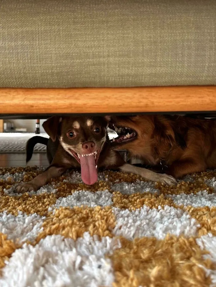 Two funny unhinged dogs hiding under a sofa, one with an exaggerated open mouth smile and long tongue