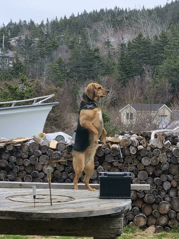Funny unhinged dog standing on two legs like a human next to a pile of logs in the backyard