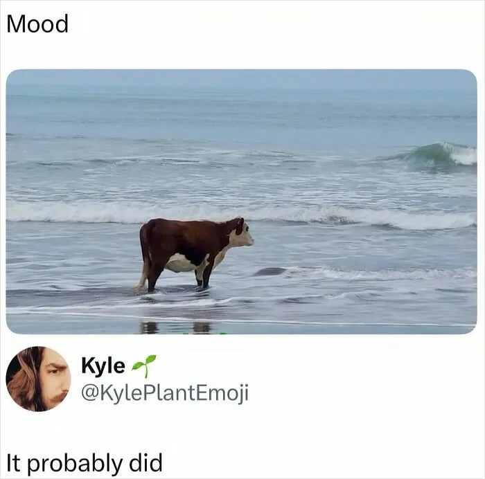 103 Memes That You May Love If You’re Looking For Something Randomly Funny (New Pics)