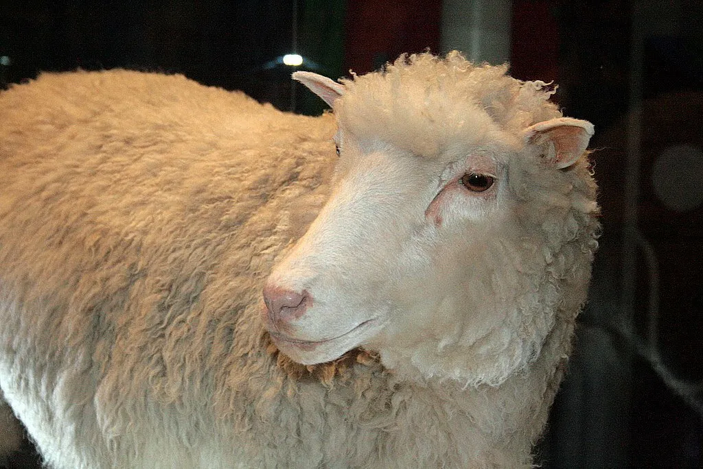 Close-up of Dolly the cloned sheep, a key figure in Real Or Fake Trivia about scientific breakthroughs.