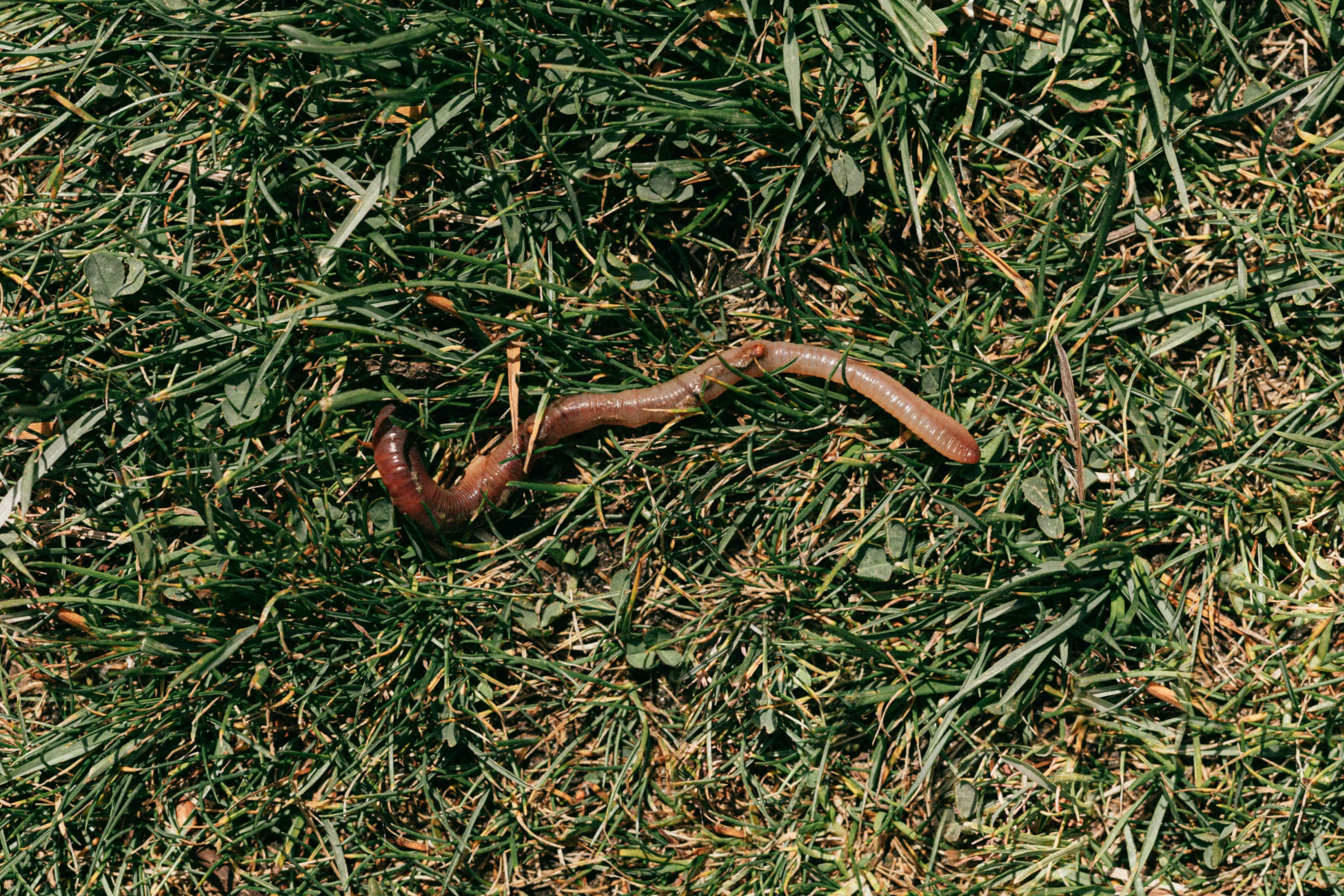 Two earthworms on green grass, possibly a visual representation of real or fake trivia about regeneration.