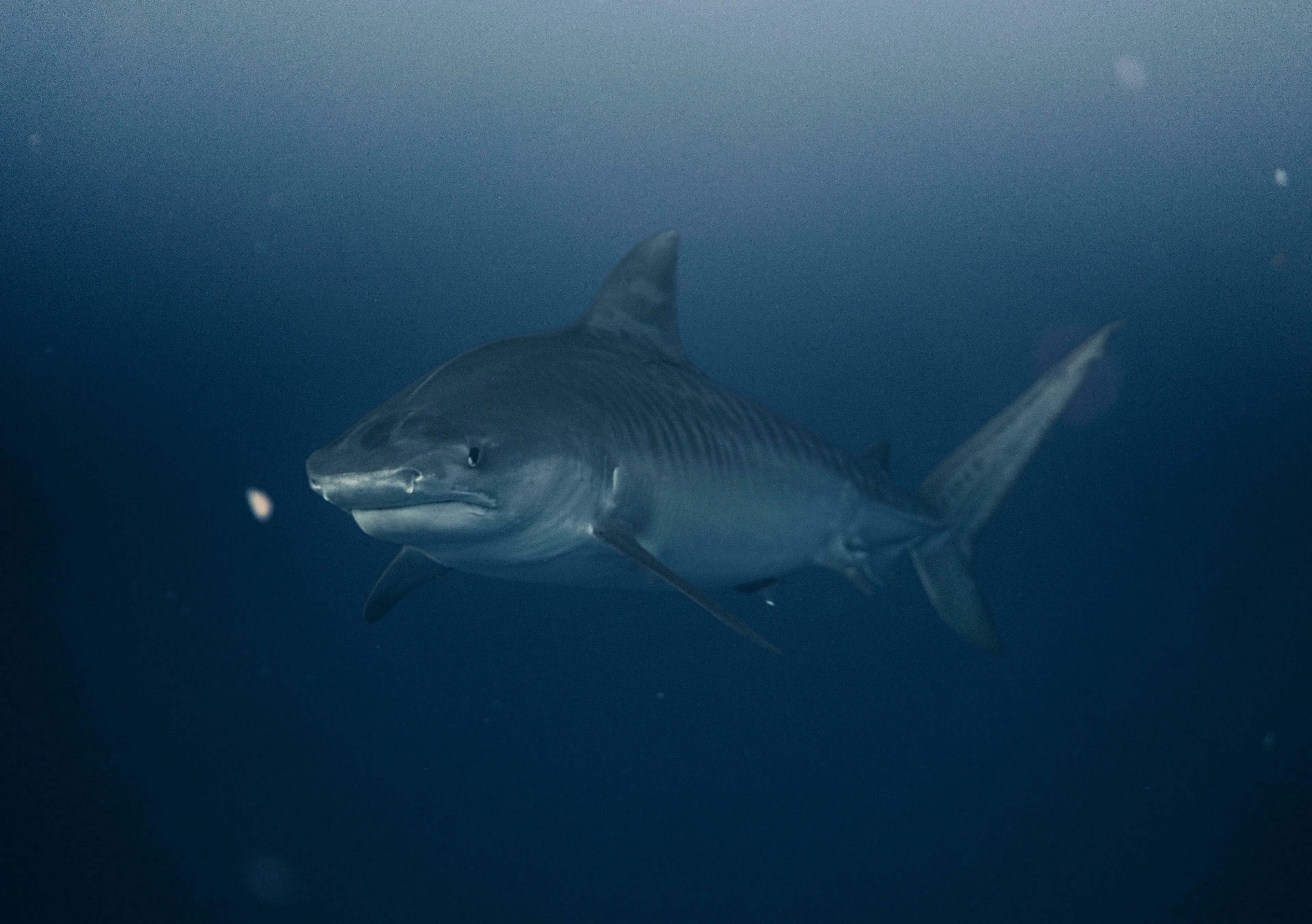A shark swims through deep blue water, illustrating the Real Or Fake Trivia about sharks existing before trees.