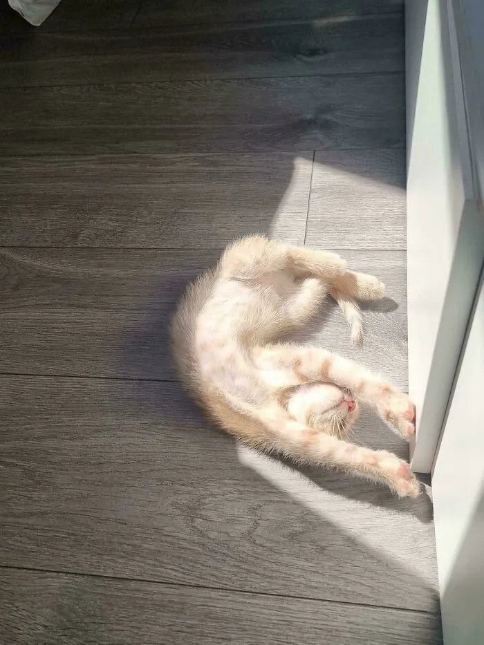 Caught My Kitten Mid-Sunbathing Yoga Session. Enlightenment Achieved