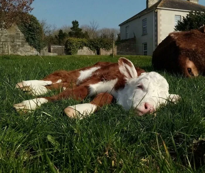 Grass Puppy Sunbathing
