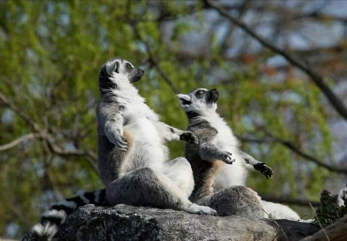 In The Mornings The Ring-Tailed Lemurs Sunbath To Warm Themselves. They Face The Sun Sitting In What Is Frequently Described As A "Sun-Worshipping" Posture Or Lotus Position