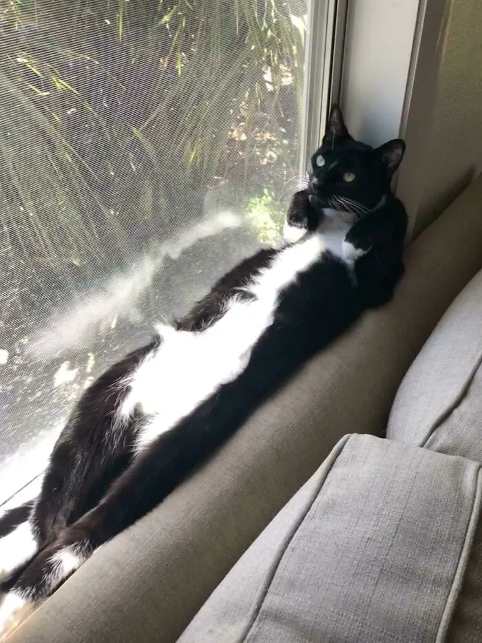 This Is How My Cat Paul Sunbathes