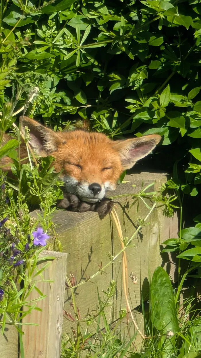 Foxy Lady Sunbathing In My Garden