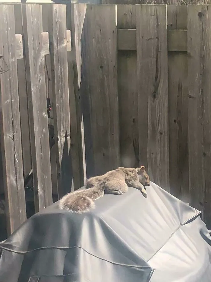 This Squirrel Found The Perfect Spot To Sunbathe. (Yes, He’s Alive)