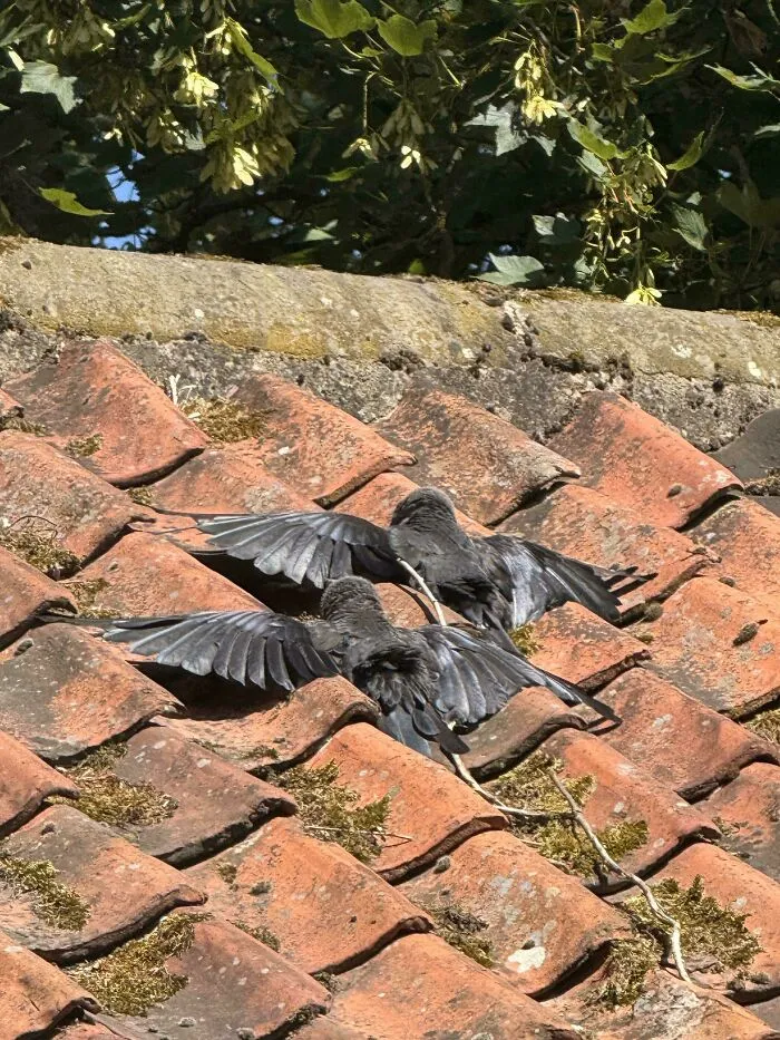 Crows Sunbathing In The 26c Heat