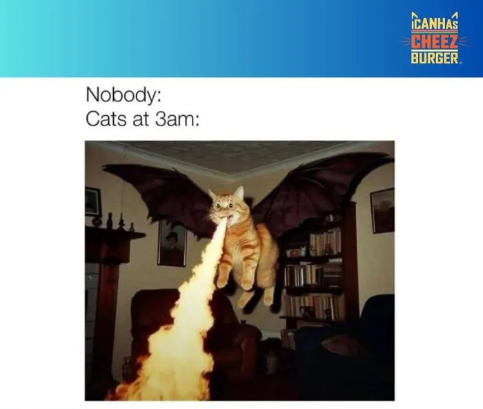 41 Of The Funniest And Cutest Cat Posts Shared By This Page (New Pics)